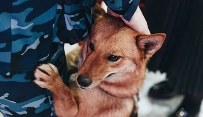 Wolfriend - В России официально появилась новая порода собак — Шалайка,  Шакалайка или Собака Сулимова. В кинологической ассоциации России  официально зарегистрировали новую породу собак, названную шалайкой. Это  гибрид шакала и ненецкой лайки.