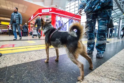 В России официально зарегистрирована новая порода собак - Рамблер/новости