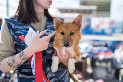 В России появилась новая порода собак - Smi8 информационный портал