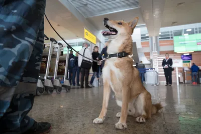 Аэрофлот» представил новую породу собак на выставке «Евразия 2022» |  Ветеринария и жизнь