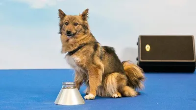 В России появилась собака породы шалайка