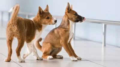 Плюс одна: в России зарегистрирована новая порода собак | TopDog -  Международные выставки собак