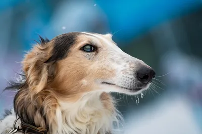 Новую породу собак официально зарегистрировали в России