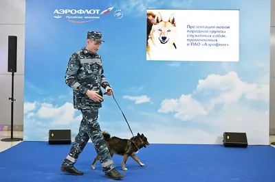 Шалайка - новая порода собак в России » uCrazy.ru - Источник Хорошего  Настроения