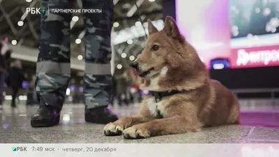 SOBAKI.PRO | Породы собак | Чехословацкий волчак | Фото 113095