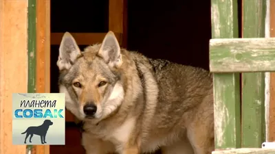 SOBAKI.PRO | Породы собак | Чехословацкий волчак | Фото 6395
