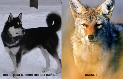 Дези - 5 лет - Беспородная - Москва - собаки в добрые руки