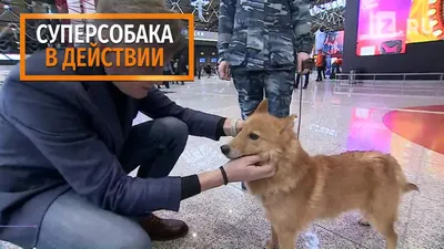 Шалайка: в России официально появилась новая порода собак | Видео |  Известия | 20.12.2018