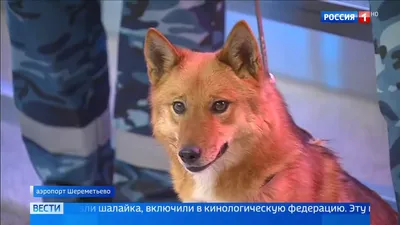 Нюх на COVID-19: тренировка служебных собак по выявлению инфекции -  06.10.2020, Sputnik Абхазия