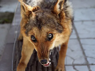 GoPro сняла агрессивный бой собаки с двумя разъяренными волками — Курьезы