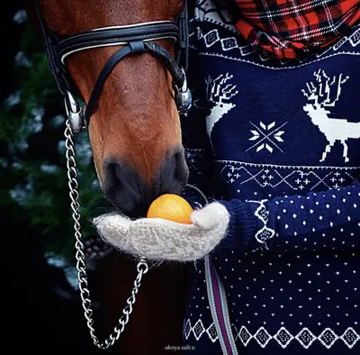 🤍 Лошадь в новогодней шапочке, …» — создано в Шедевруме