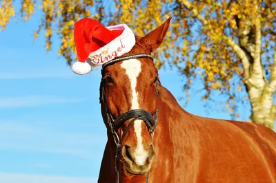 Лошадка под елку маятник новый год - купить по выгодной цене в  интернет-магазине OZON (1335379032)