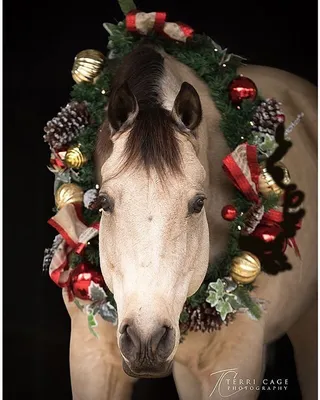 Черная лошадь в шляпе санта, представляющий на рождество на черном фоне  Стоковое Изображение - изображение насчитывающей лошадиный, мерин: 204840465
