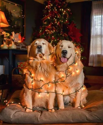 Новогодние собаки | Dog christmas pictures, Christmas animals, Dog pictures