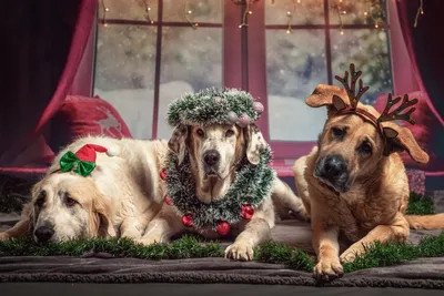 Волшебное воплощение праздничного духа: новогодние собаки на фото - 37 фото
