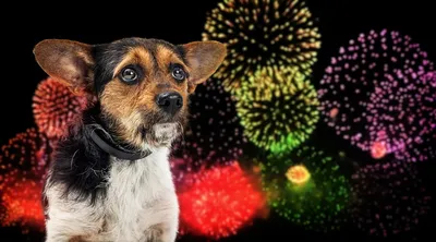Новогодние страхи у собак | ЗооАфиша | Дзен
