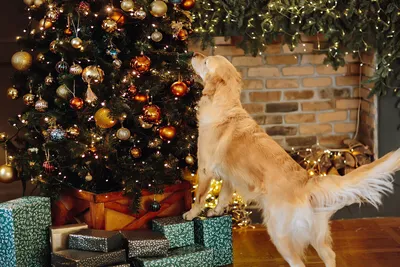Рождественская собачья шляпа, милые рога, слюнявчик, полотенце для собак,  кошек, новогодние вечерние костюмы для костюмированной вечеринки, наряд,  чихуахуа, Йорк, аксессуары для домашних животных | AliExpress