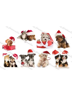 Одежда для собак - Исследование показало, что собаки любят Рождество так же  сильно, как и их хозяева🐕 Сотрудники компании ManyPets провели  исследование и установили, что собаки любят Рождество так же сильно, как