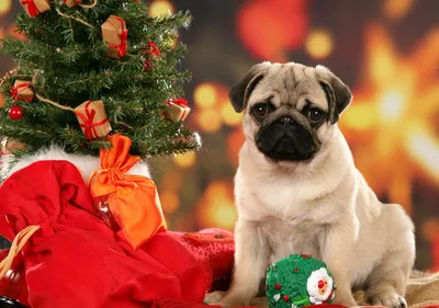Щенок на Рождество? Как прекрасная мысль может превратиться в настоящий  кошмар — объясняют заводчики собак из Эстонии - Jana