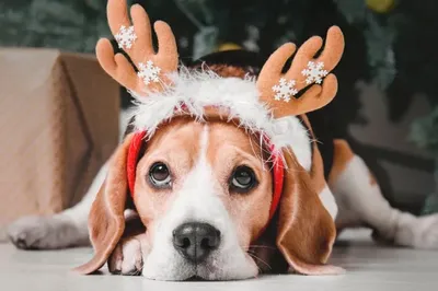 Созданный Ии Собаки Рождество - Бесплатное изображение на Pixabay - Pixabay