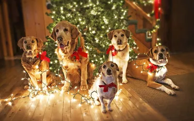 Обои на рабочий стол Пять собак разных пород с красными бантами и  обвешенные гирляндой, сидят около новогодней ёлки в качестве рождественских  подарков, обои для рабочего стола, скачать обои, обои бесплатно