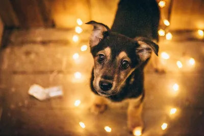 Евгений Григорьев поручил усилить в Якутске отлов безнадзорных собак в  новогодние каникулы — ЯСИА