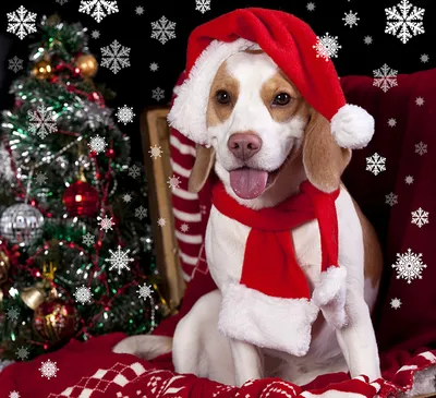 собака в шапке Санты, рождественская картинка собаки, рождество, собака фон  картинки и Фото для бесплатной загрузки