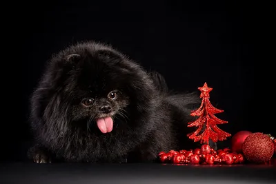 Фото Бигль собака Рождество Елка Шапки снежинка животное Праздники