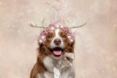 Что станет стрессом для собак в новогодние дни, рассказали в амурском  ветуправлении ▸ Amur.Life