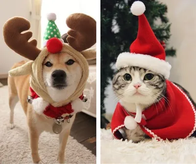 Новогодние костюмы для собак и кошек - звездный разбор