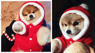 VLOG : Новогодний костюм для собаки .Посылка от подписчиков - YouTube