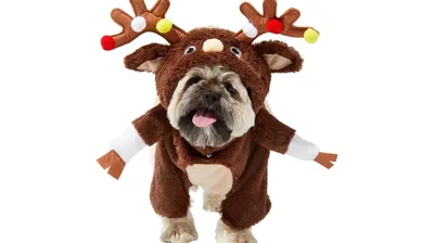 Одежда для животных/Новогодние костюмы/подарки - купить с доставкой по  выгодным ценам в интернет-магазине OZON (1283962984)