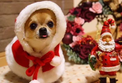 Костюм для собаки \"Санта - Клаус наездник\" купить в kaskad-prazdnik.ru за 0  руб.