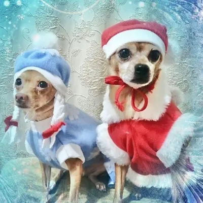 Новогодние костюмы для собак \"Санта\" и \"Снегурочка\"