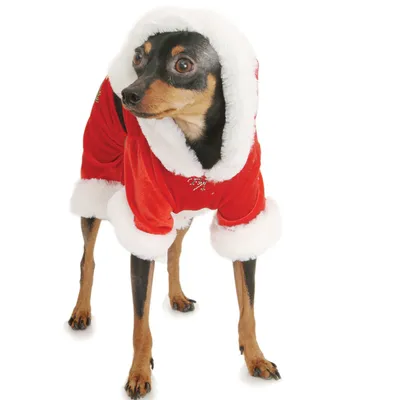 Карнавальные костюмы для собак: новогодние, праздничные, свадебные