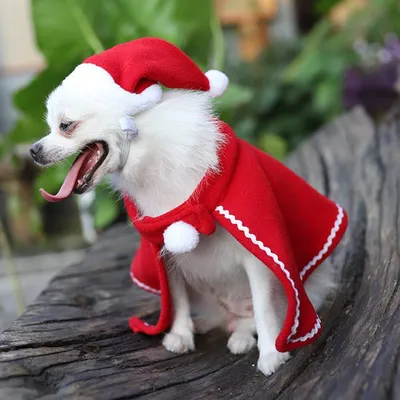 В наличии новогодние костюмы на крупных собак!🎄🎁 📌Стоимость 1000 рублей  Разные модели на мальчиков и девочек: костюм снеговика, зайчика… | Instagram