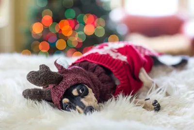 Красивые костюмы для собак на Новый год (ФОТО) - trendymode.ru