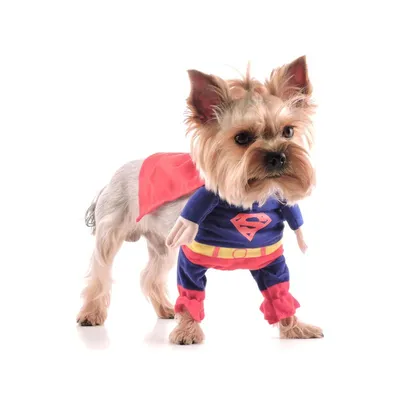 Новогодние костюмы для собак: весело и без мучений — Ozon Клуб