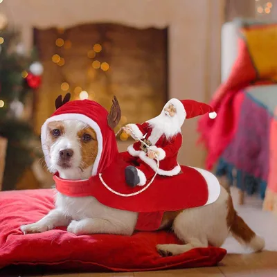 Новогодний костюм для собак и кошек Small Pets 181186770 купить в  интернет-магазине Wildberries