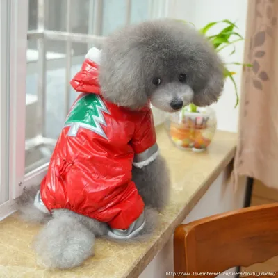 Одежда для домашних животных,Теплый свитер для собак и кошек,Новогодние  костюмы Тедди для маленьких, средних и крупных собак - купить с доставкой  по выгодным ценам в интернет-магазине OZON (1276209051)