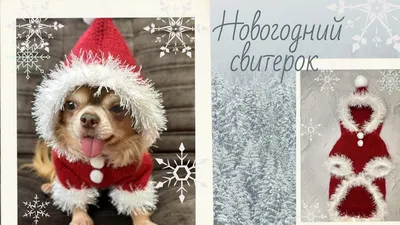 Новогодняя шапка Деда мороза для собак: купить недорого интернет-магазин  ➦ZOO-PLUS