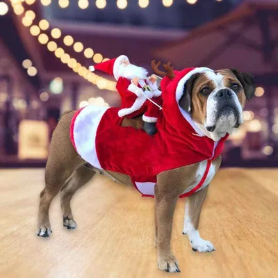 Смешной костюм для собаки на Новый год своими руками - выкройки