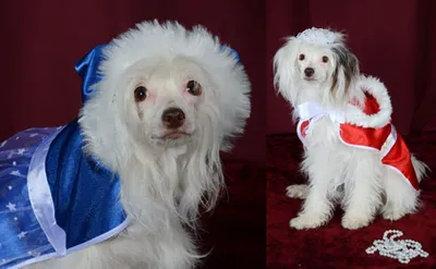 Новогодние костюмы для собак \"Санта\" и \"Снегурочка\"