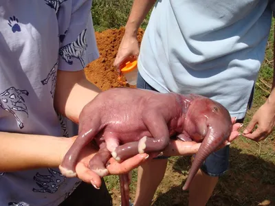 Новорожденный слон фото 