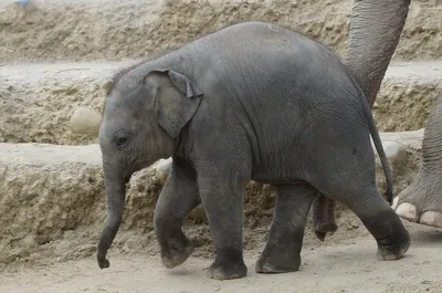 Ребенок слона — стоковое изображение #3972921 | Animal photography  wildlife, Elephant pictures, Elephant