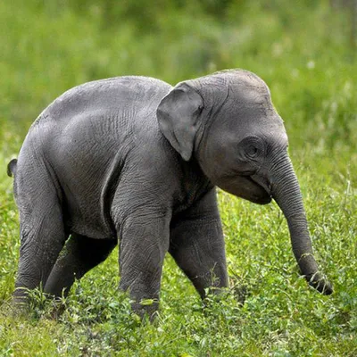 Новорожденный Слон Первые Шаги — стоковые фотографии и другие картинки  Африка - Африка, Африканский слон, Без людей - iStock
