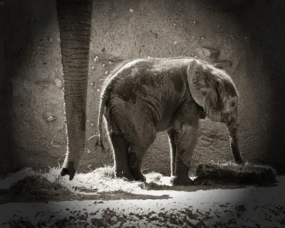 Борнейский карликовый слон - самый маленький слон в мире | PetZona - канал  о животных | Дзен