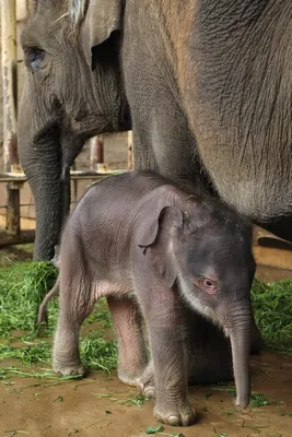 Это что-то магическое: стадо слонов защищает новорожденного слоненка – фото