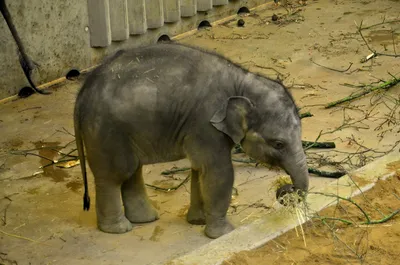 Мать помогает новорожденному слоненку подняться на ноги | Пикабу