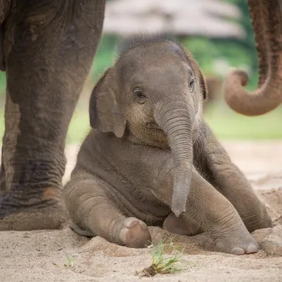 новорожденный слон, стоящий в траве в саванне Стоковое Фото - изображение  насчитывающей новорожденного, высоко: 159847598